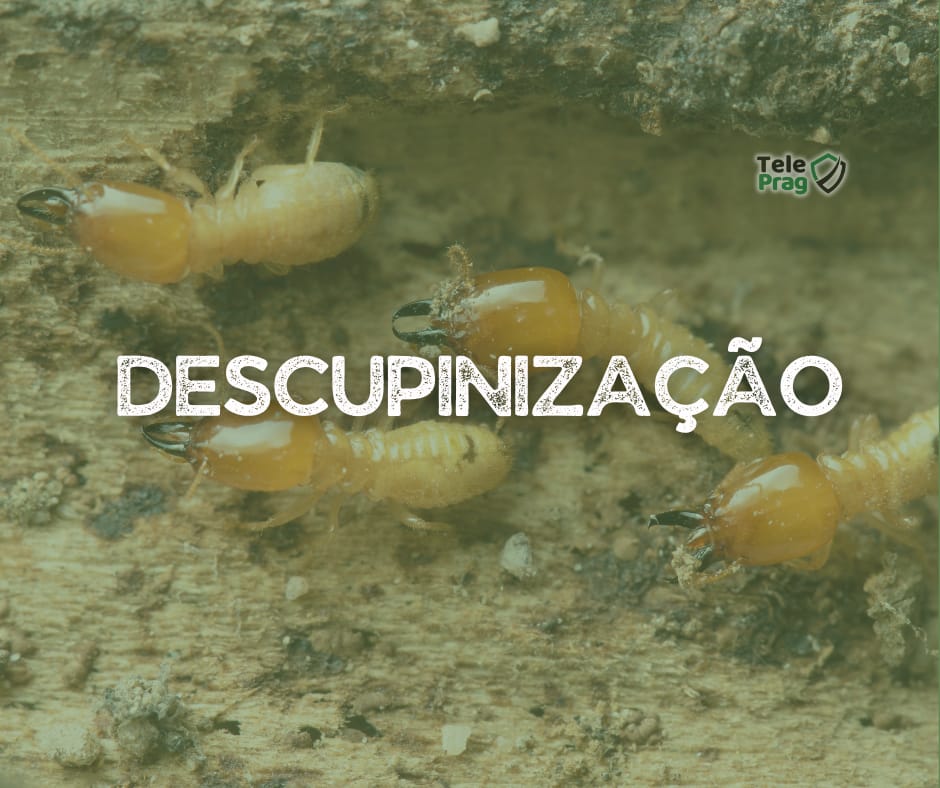 Descupinização